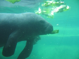 Manatee